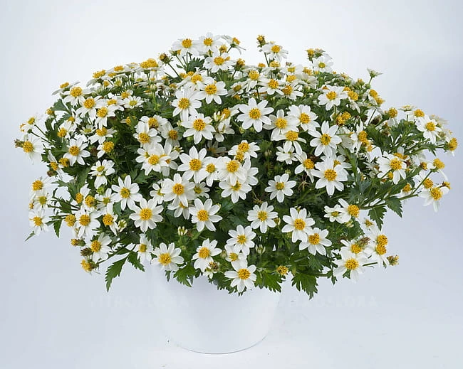 bidens-white-delight_1.jpg