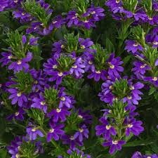 scewola touch indigo.jpg