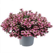 scewola Touch Deep Pink.jpg