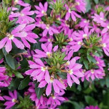 scewola Touch Deep Pink1.jpg