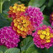 lantana Calippo tutti frutti.jpg