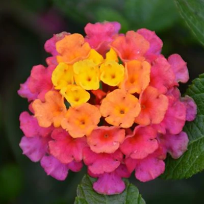 lantana Calippo tutti frutti2.png