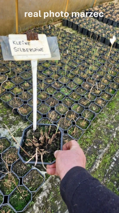 kleine silberspinne44.JPG