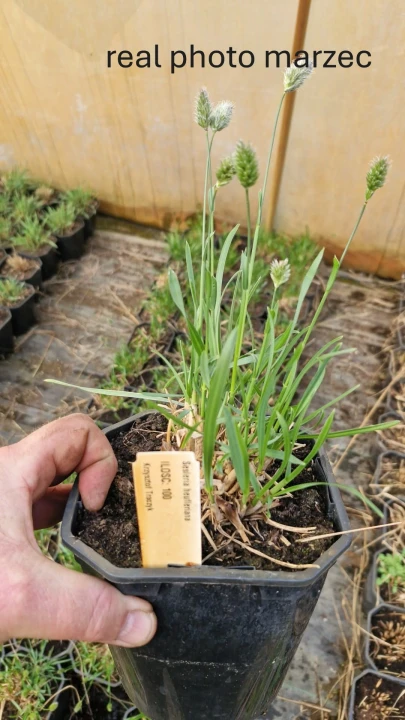 sesleria heufleriana.JPG