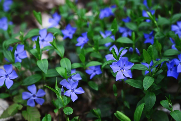 barwinek pospolity blue.jpg