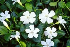 barwinek biały122.jpg