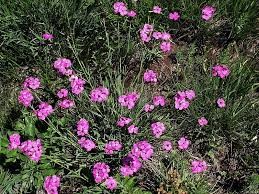 goździk kartuzek.jpg