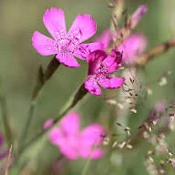 goździk kartuzek2.jpg