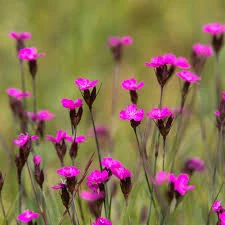 goździk kartuzek3.jpg