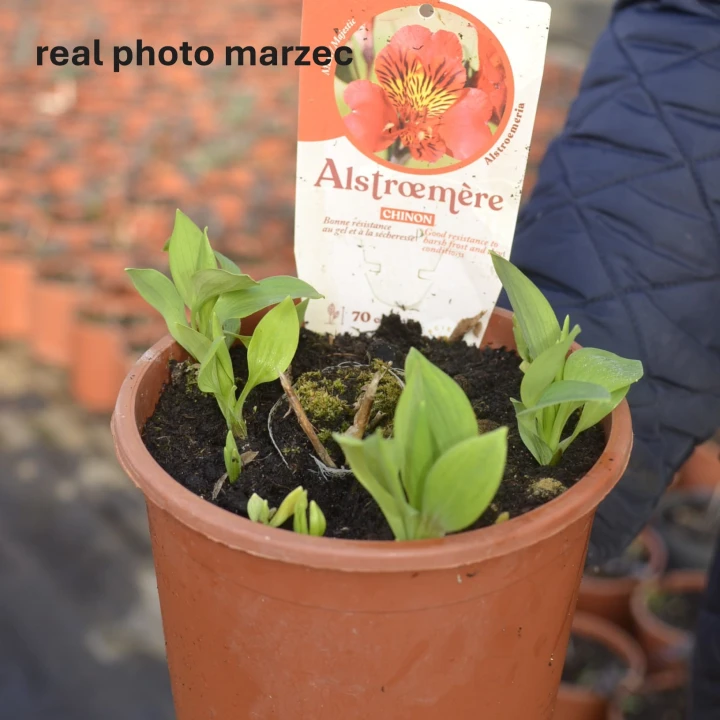 alstremeria_majestic_chinon