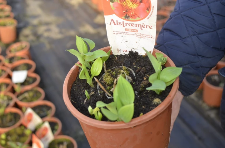 alstremeria_majestic_chinon