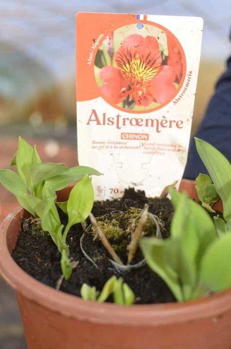 alstremeria_majestic_chinon