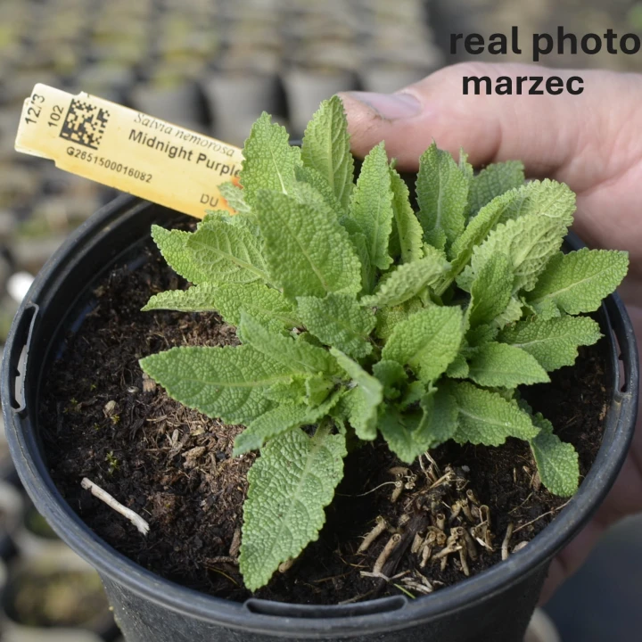 szalwia-midnight-purple