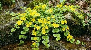 tojeść -rozesłana4.jpg