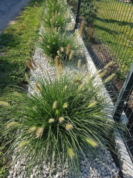 rozplenica-japońska-hameln