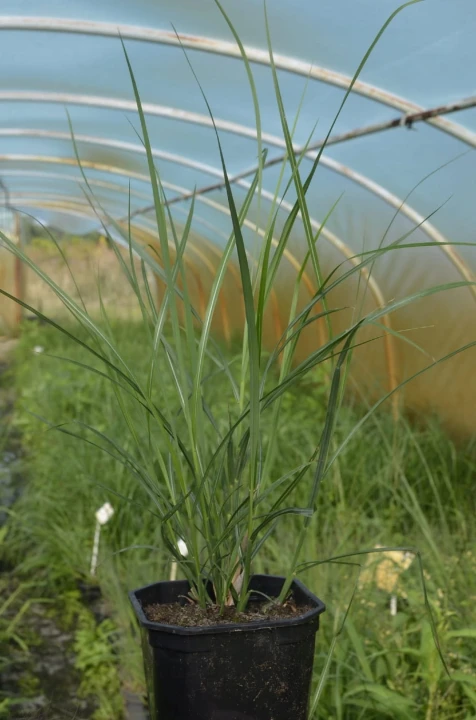 miskant chiński Adagio