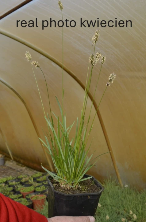 sesleria heufleriana.jpg