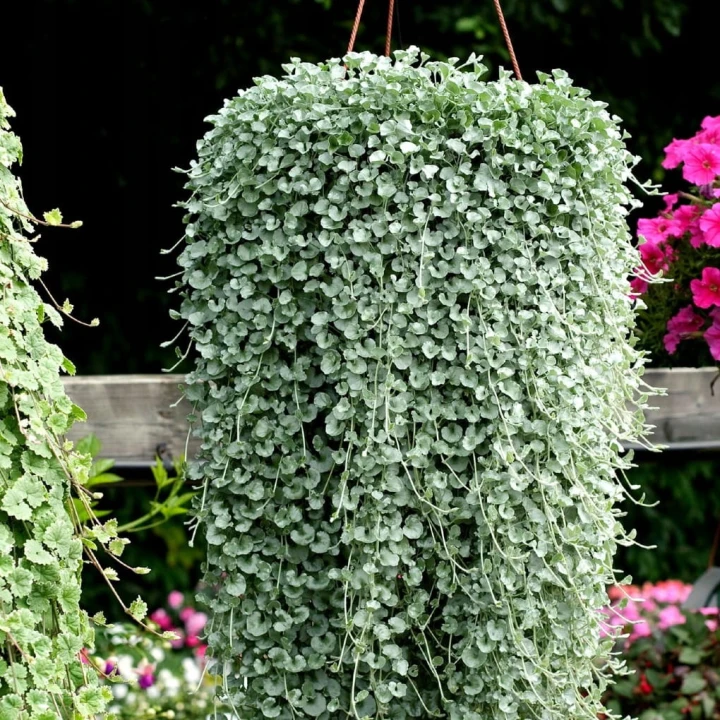 dichondra.jpg