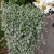 Dichondra-Silver-Falls-2.jpg