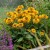 smileyz-double-kissing_rudbeckia-hirta_76430_3.jpg