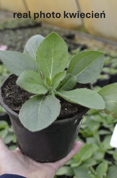 smiley double kissing.1.JPG