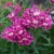 Alstremeria-Summer-Chic2.webp