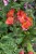 chinon12.jpg