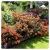 indian summer.webp