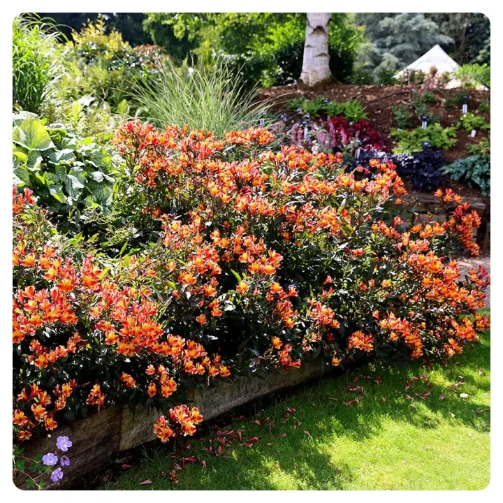 indian summer.webp