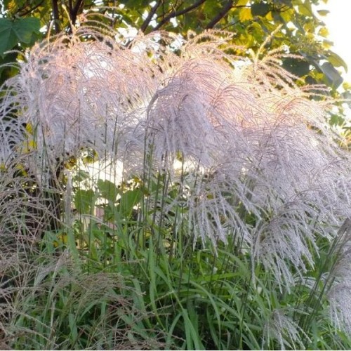 miskant-chiński-memory