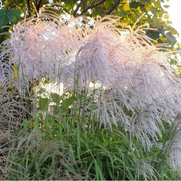 miskant-chiński-memory