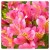 Alstremeria-Summer-Rose1.JPG