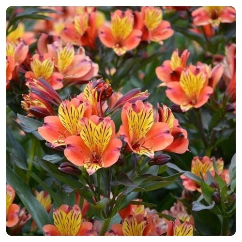 Alstremeria-Indian-Summer2.JPG
