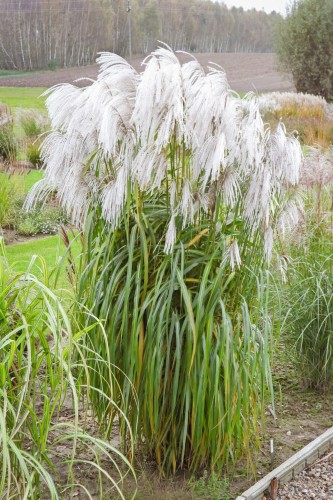 miskant-chiński-memory