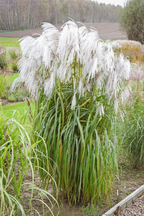 miskant-chiński-memory