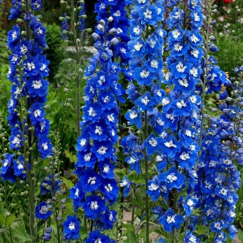 blue bird1.jpg