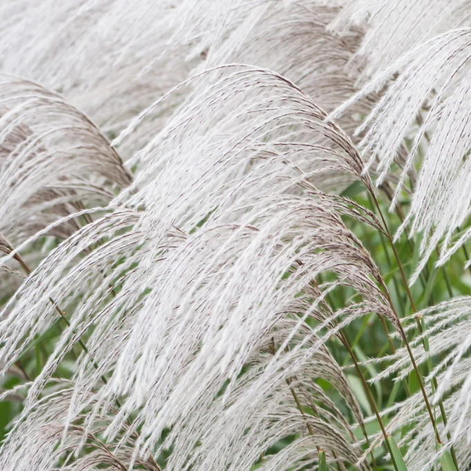 miskant-chiński-memory