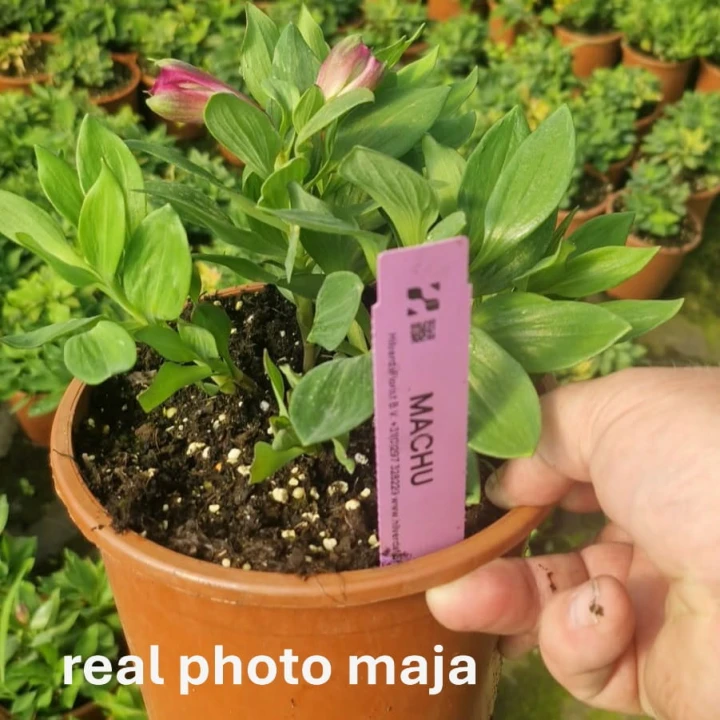 machu inchicanta.JPG