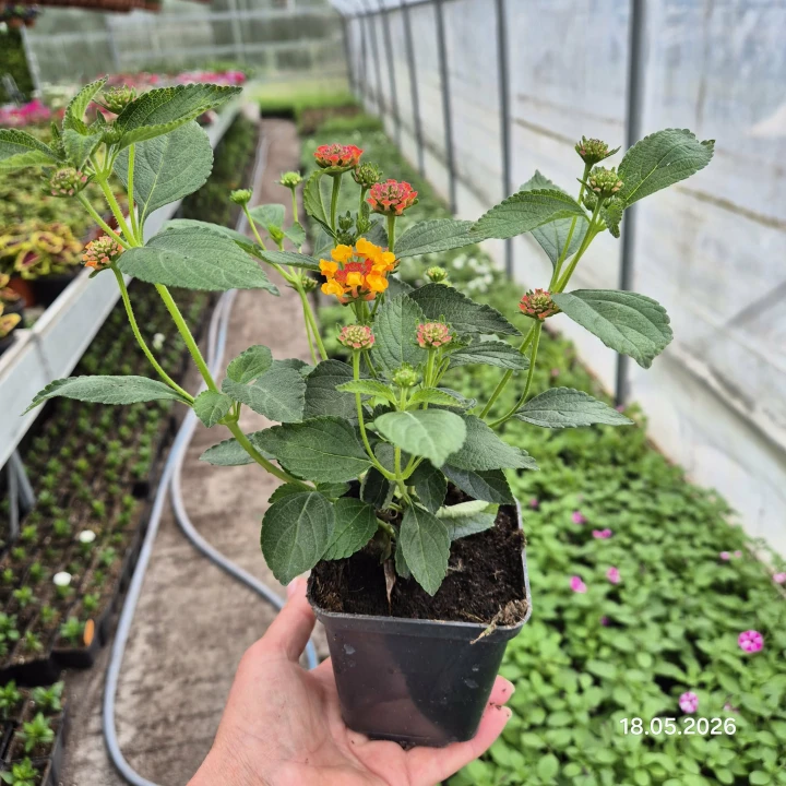 lantana.jpg