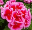 rose.jpg