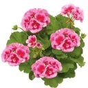 rose1.jpg