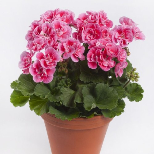 pelargonium_zonale_spanish_wine_rose.jpg
