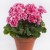 pelargonium_zonale_spanish_wine_rose.jpg