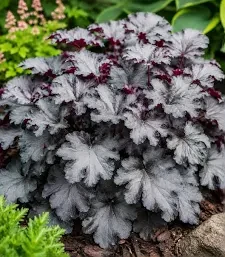żurawka black pearl.jpg