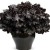 żurawka black pearl1.jpg
