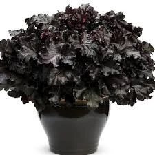 żurawka black pearl1.jpg