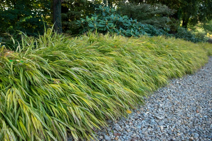 Hakonechloa Aureola