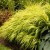 Hakonechloa All Gold