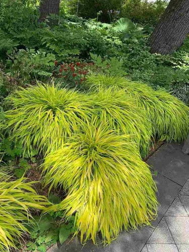 Hakonechloa All Gold
