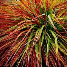 Hakonechloa-Mulled-Wine